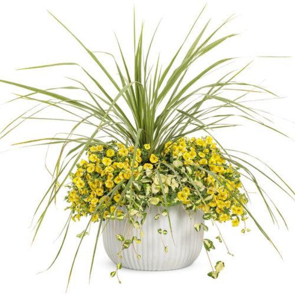 Calibrachoa Seperbells Lemon Slice in mixed container