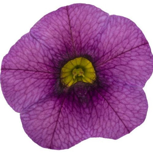 Calibrachoa Superbells Plum flower