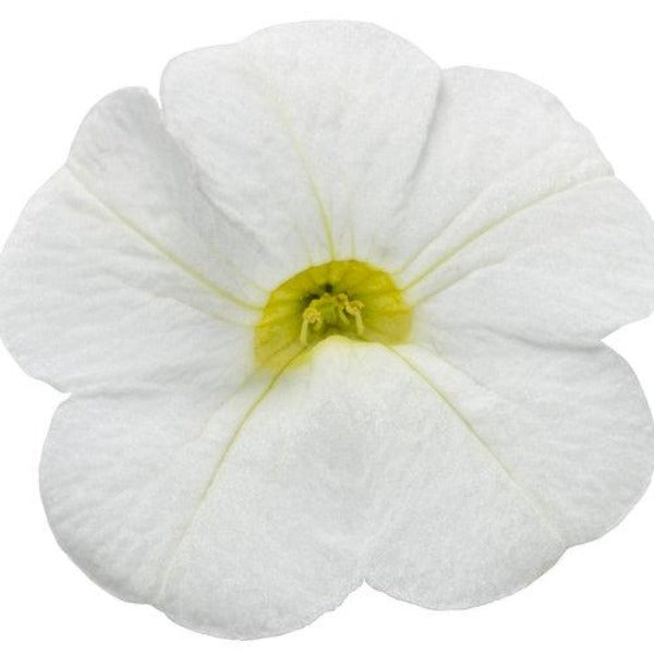 Calibrachoa Superbells white flower
