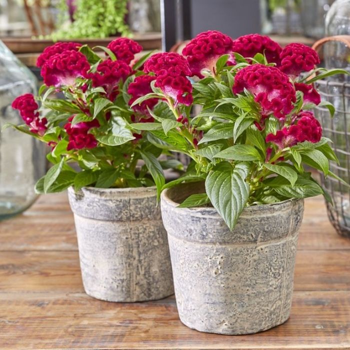 Twisted Strawberry Celosia as a house plant