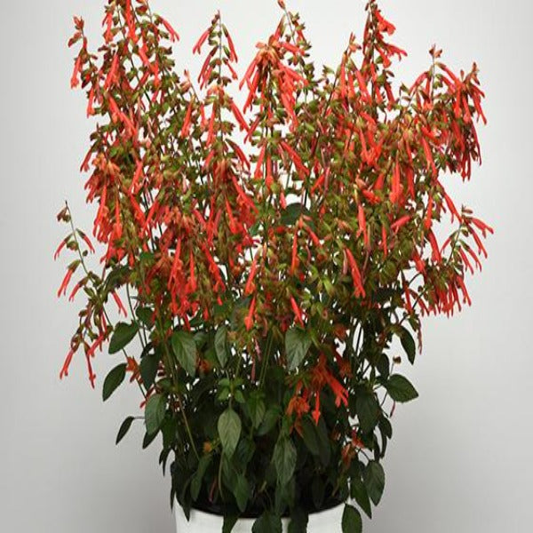 Salvia skyscraper orange flowers