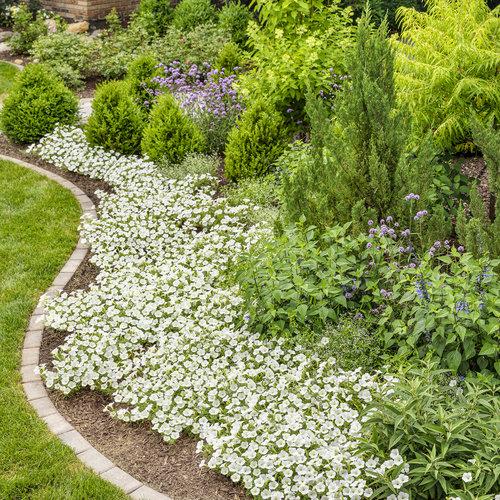 Supertunia Vista Snowdrift in a flower bed