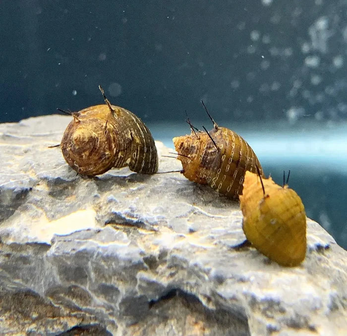 3 brown and yellow Thiara cancellata nerite snail shells on wet rock