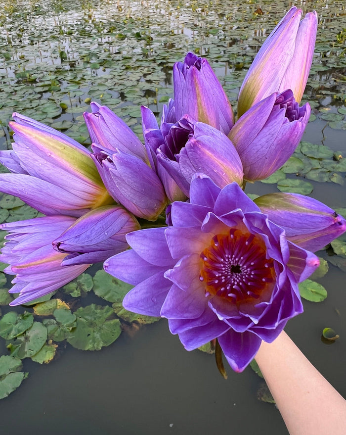 A hand holding vibrant purple lotus flowers above a pond filled with green lily pads, representing natural ingredients for Blue Lotus Whole Flower Tea | The Qi.