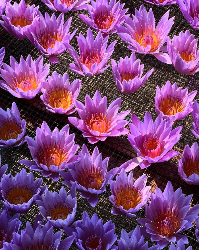 Vibrant purple and pink Blue Lotus Whole Flower Tea | The Qi blossoms arranged for drying, highlighting their delicate petals and warm golden centers in natural light.