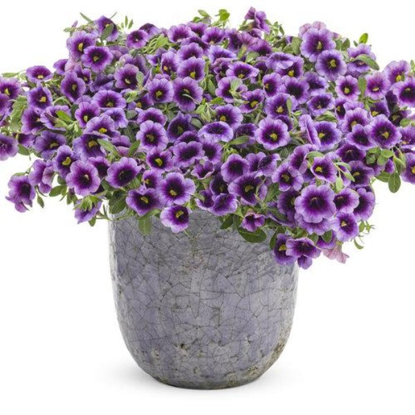 Calibrachoa Superbells Blue Moon Punch in a pot
