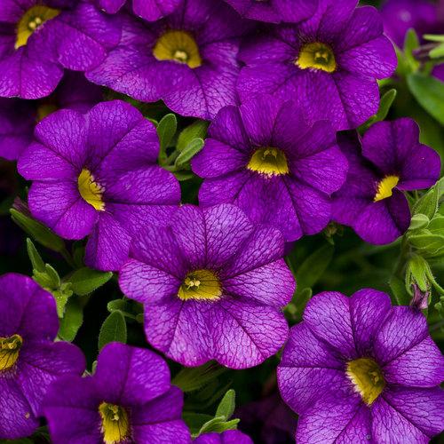 Calibrachoa Superbells Blue flowers