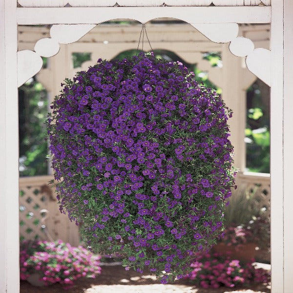 Superbells Blue Calibrachoa in hanging basket