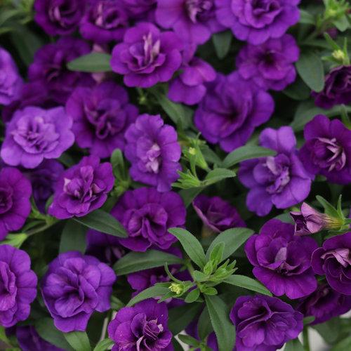 Calibrachoa Double Blue Flowers