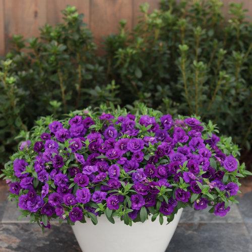 Calibrachoa Superbells Double Blue in a white Pot