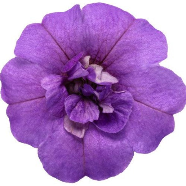 Calibrachoa Superbells Double Blue flower close up