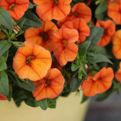 Calibrachoa Superbells Dreansicle in flower