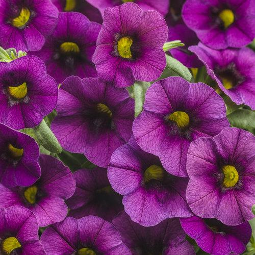 Superbells Plum Calibrachoa flowers