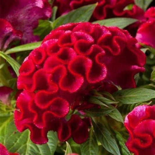 Twisted strawberry red celosia