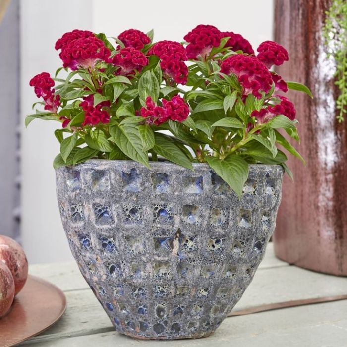 Twisted strawberry celosia in container