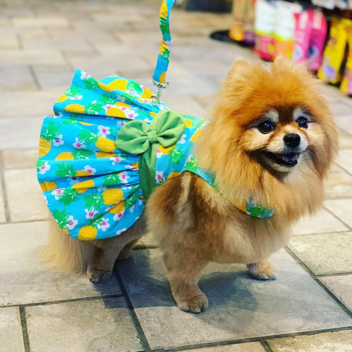 PINEAPPLE-LUAU-DOG-DRESS