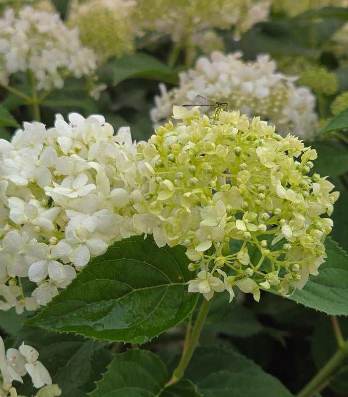 White smooth hydrangea blooms aging from green-white to bright white in summer