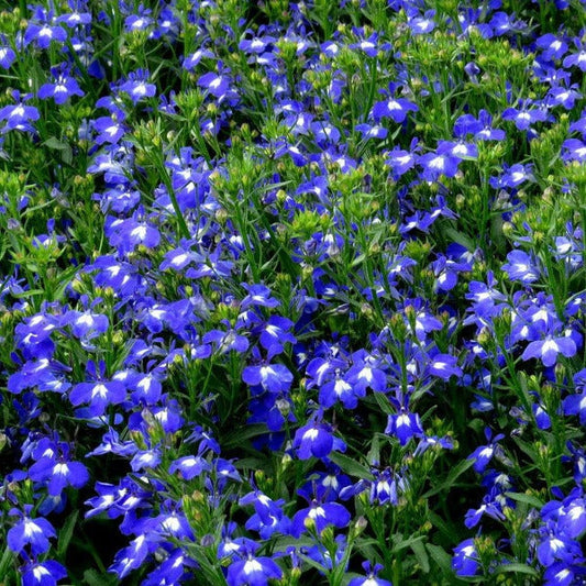 Techno heat dark blue lobelia flowers