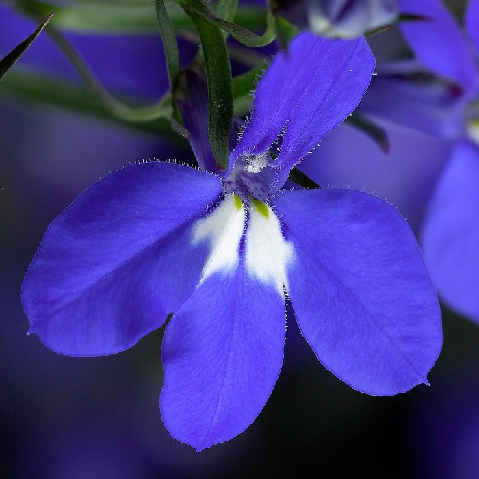 Techno Dark Blue Flowers with white in the center