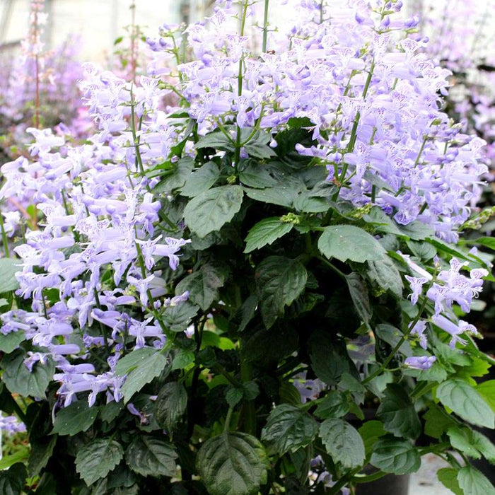 Plectranthus Velvet Idol in Flower