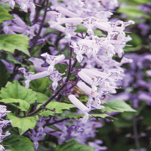 Plectranthus Velvet Idol close up