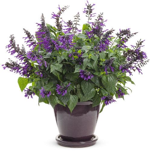 Salvia Rockin Deep Purple in Ceramic Pot