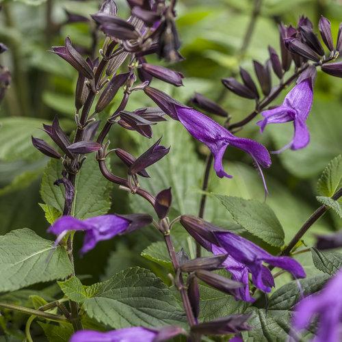 Rockin Deep Purple Salvia flowers