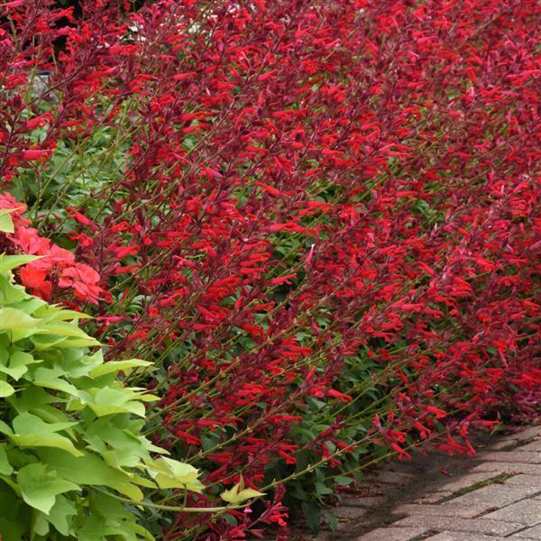 Salvia Roman Red in the landscape