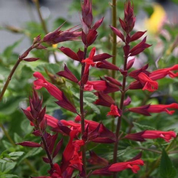 Close Up of Salvia Roman Red