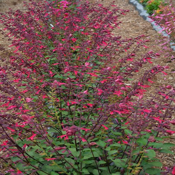 Salvia Skyscraper dark Purple in the landscape
