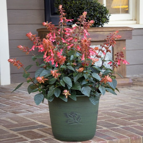 Salvia skyscraper orange in pot