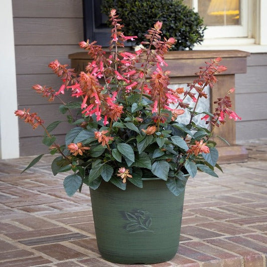 Salvia skyscraper orange in pot