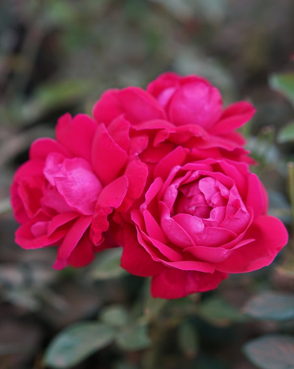 Close-up of vibrant pink blooms of Shangri-La Rose | The Qi against a blurred natural background, highlighting the delicate petals and lush texture of the flowers.