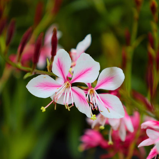 Close-up of Siskiyou Pink Gaura showing rosy pink butterfly-like flowers on wiry stems in summer