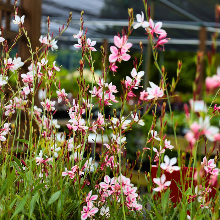 Siskiyou Pink Gaura with loose upright habit, narrow green leaves, and airy flowering stems in a sunny perennial bed