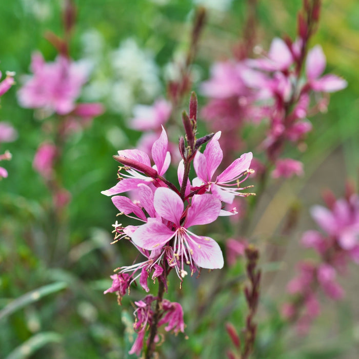 Siskiyou Pink Gaura blooming in a sunny border with airy rose-pink flowers floating above fine green foliage