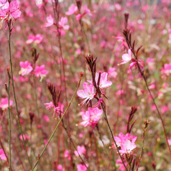 Siskiyou Pink Gaura planted with grasses and sun perennials in a sunny garden for movement and long bloom