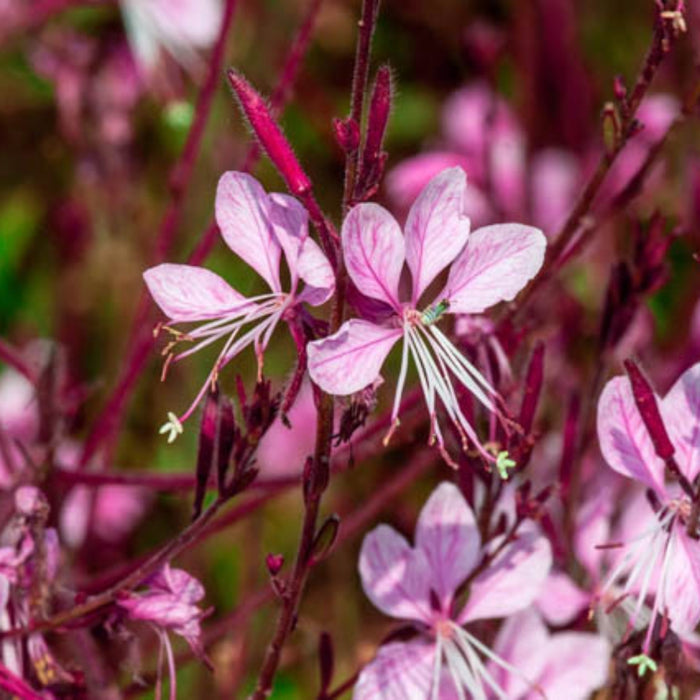 close up of bright pink Gaura Siskiyou Pink Wandflower