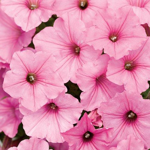 Vista Bubblegum Supertunias Pink Flowers