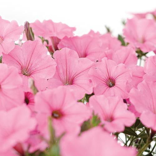 Pink Flowering Petunia Bubblegum Pink Supertunia