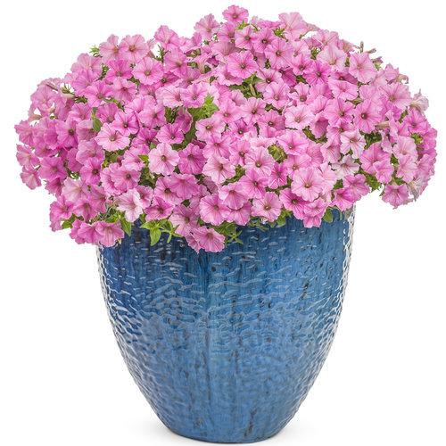 Supertunia Bubble Gum Pink In Blue Pot