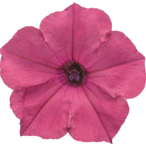 Fuchsia Pink Supertunia