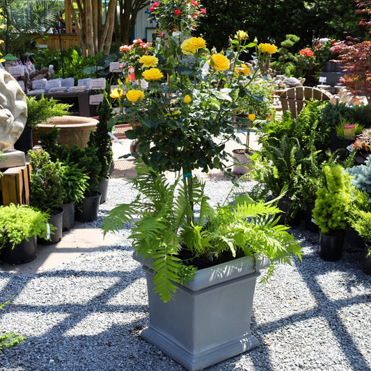 veranda sunbeam floribunda rose tree yellow blooms